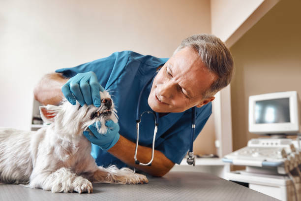 Best Emergency Gum Treatment in South Sumter, SC